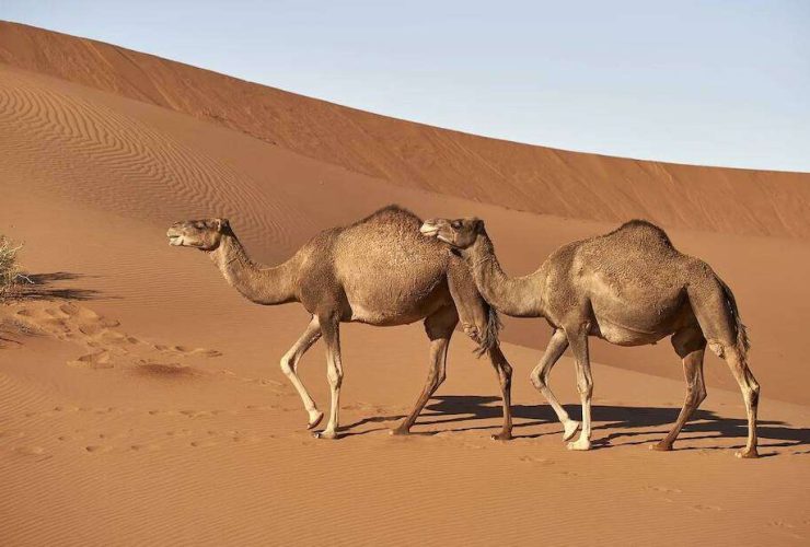 عام الإبل