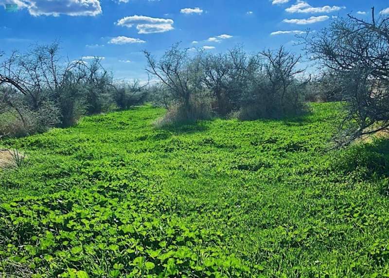 ربيع "أعيوج".. لوحة فنية ساحرة من الجمال في شمال المملكة
