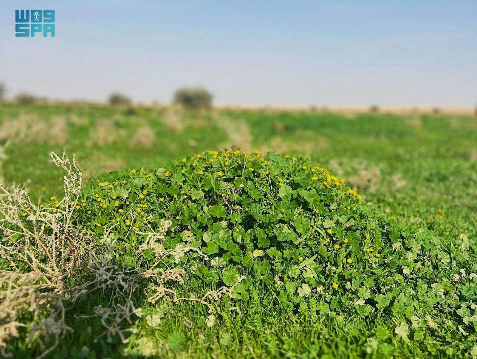 ربيع 