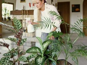 فوائد النبات