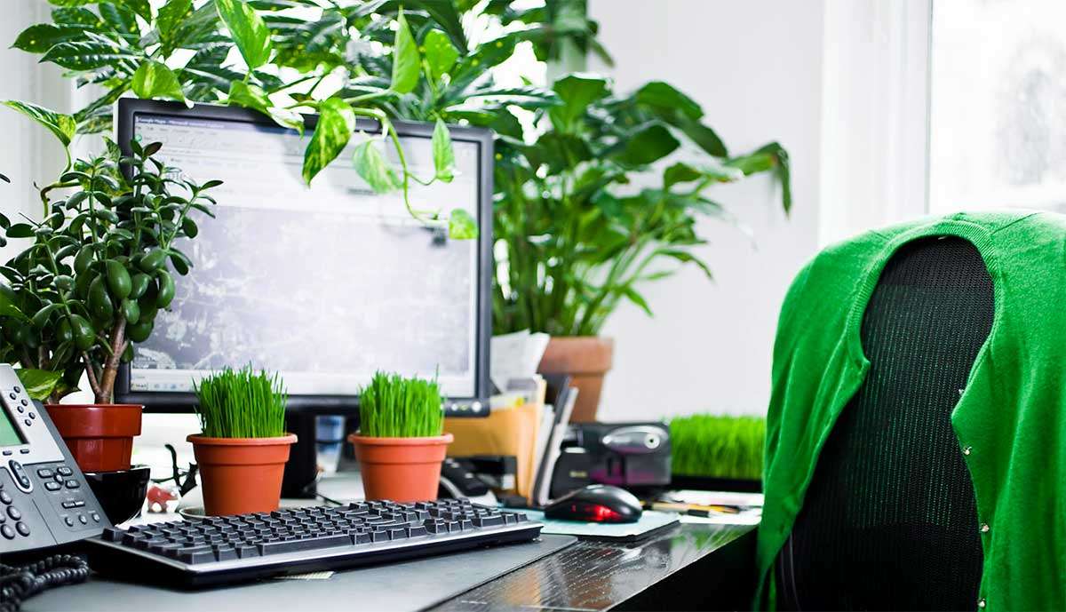 فوائد النبات