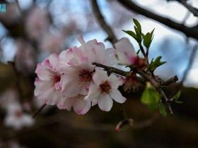 شجر اللوز يغطي جبال الباحة