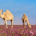 الإبل في رفحاء