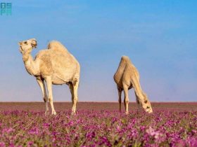 الإبل في رفحاء