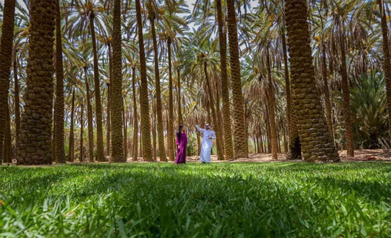 واحة العلا