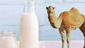 فوائد حليب وبول الإبل