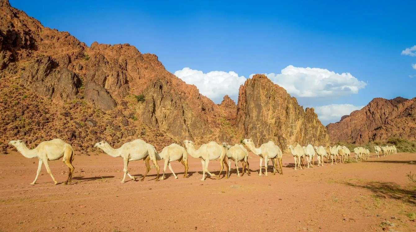 عام الإبل