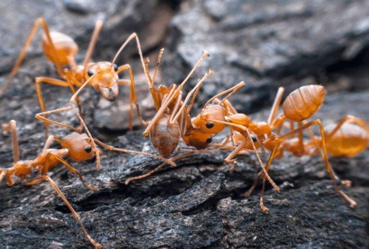 لماذا يدفن النمل موتاه في أسرع وقت؟