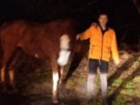 اللص وبرفقته الحصان المسروق