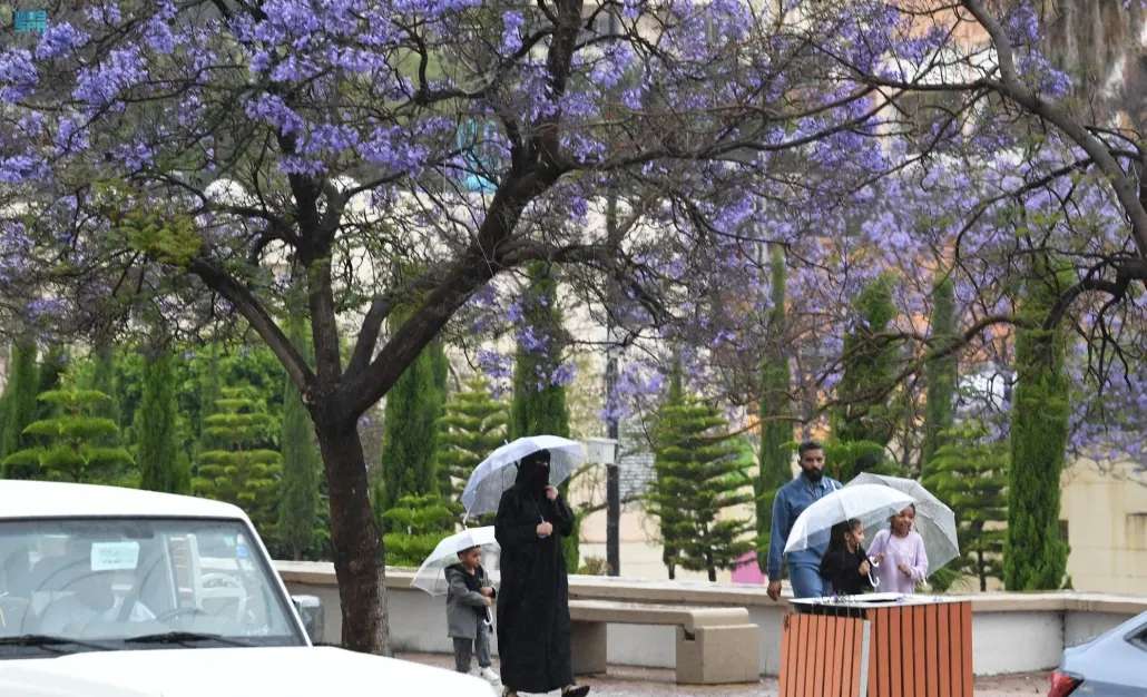 «أشجار الجاكرندا» تزين عسير