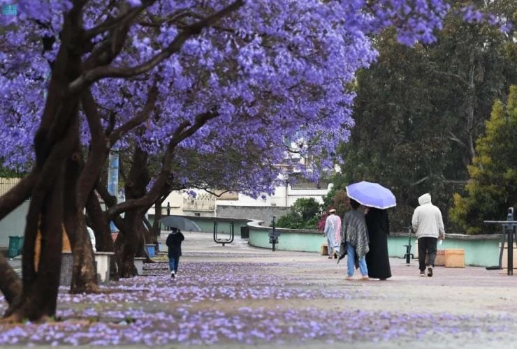 &laquo;أشجار الجاكرندا&raquo; تزين عسير