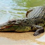 جلد التمساح وسجن مصممة الأزياء الكولومبية الشهيرة نانسي غونزاليس