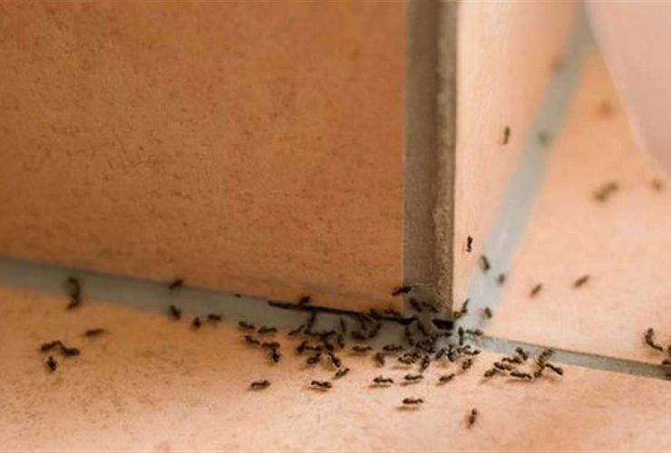 4 طرق للتخلص من الحشرات