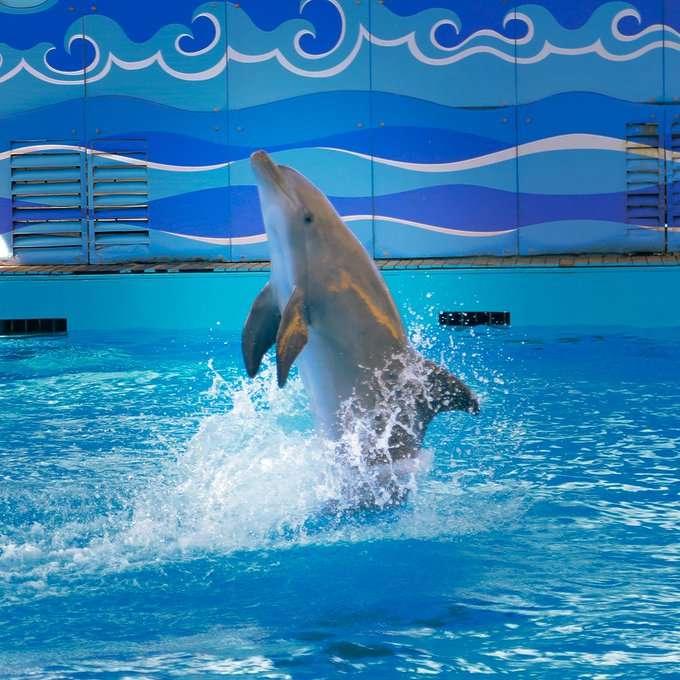 فقيه أكواريوم