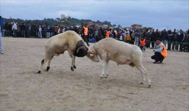 أغرب 5 طقوس للاحتفال بعيد الأضحى حول العالم