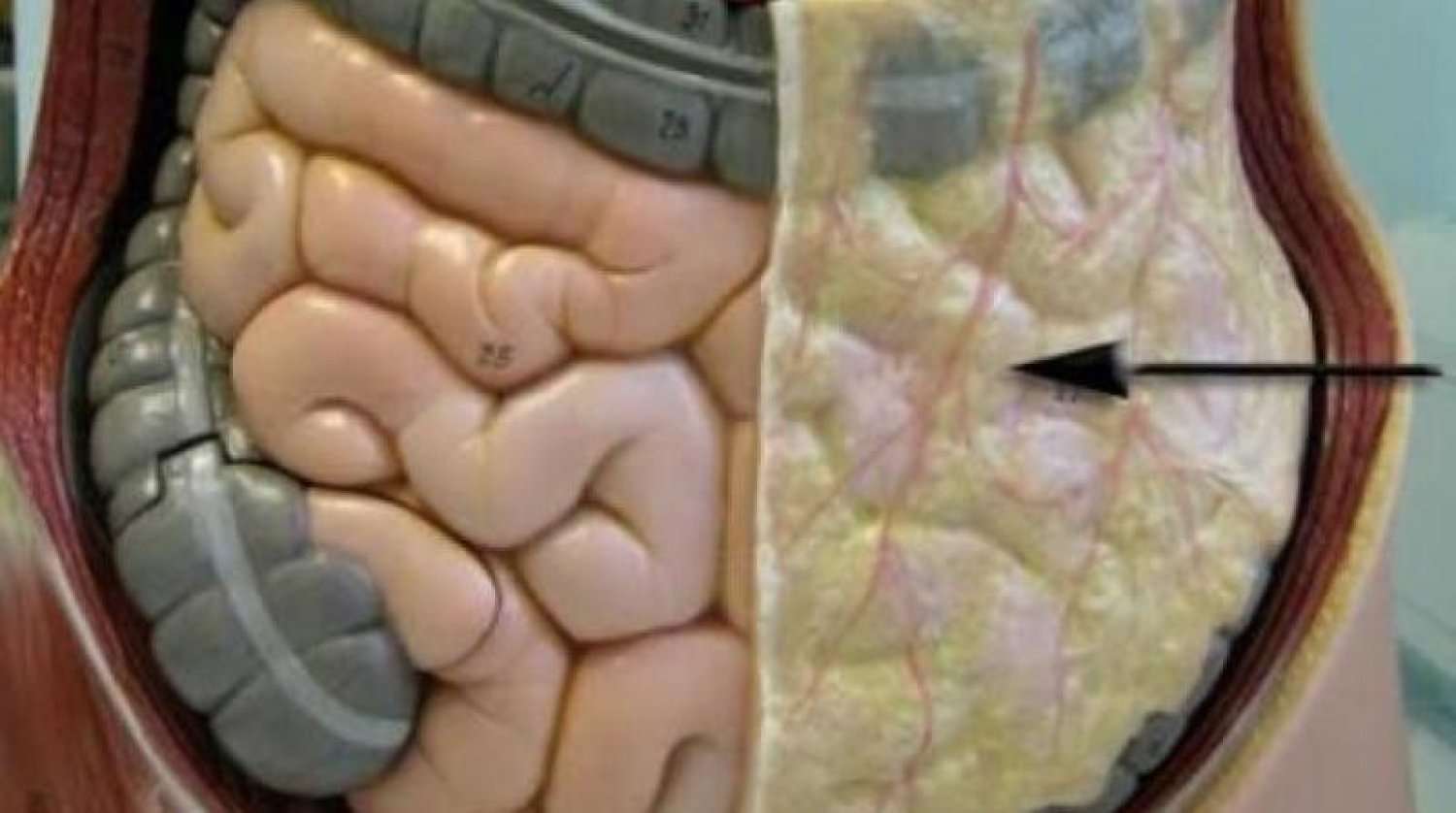 الدهون الحشوية.. 5 أسباب تجبرك على التخلص منها
