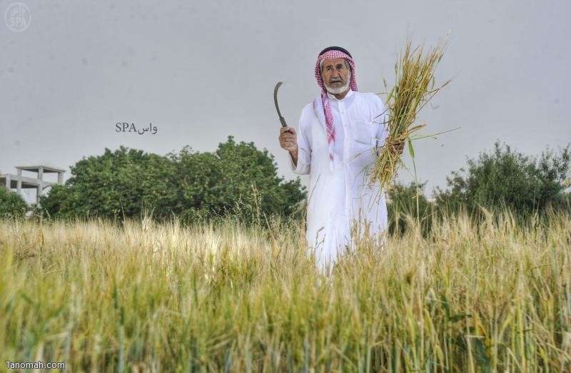 مزارع الباحة