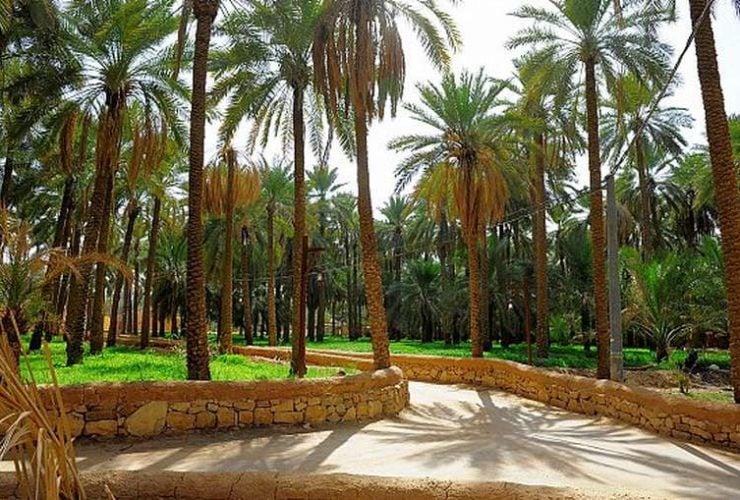 مزارع الباحة