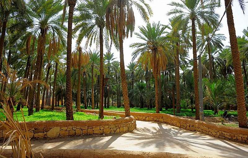 مزارع الباحة