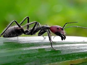 حقيقة مذهلة عن النمل