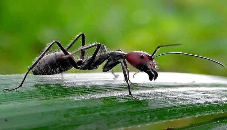 حقيقة مذهلة عن النمل