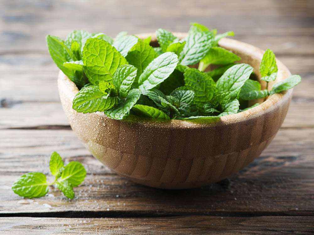 زراعة نبات النعناع في المنزل