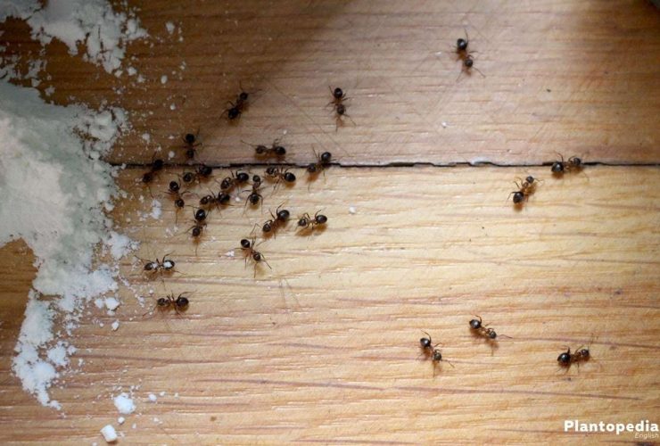 هل وجود النمل في المنزل دليل على الحسد أو العين؟..استاذ فقة وتفسير يجيب