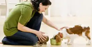 حماية الحيوانات