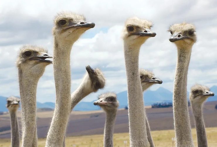 3 من أخطر الطيور في العالم