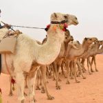 مهرجان الإبل