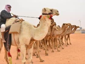 مهرجان الإبل