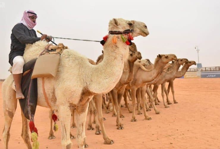 مهرجان الإبل
