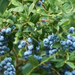 التوت البري يقلل التهابات المسالك البولية.. تفاصيل