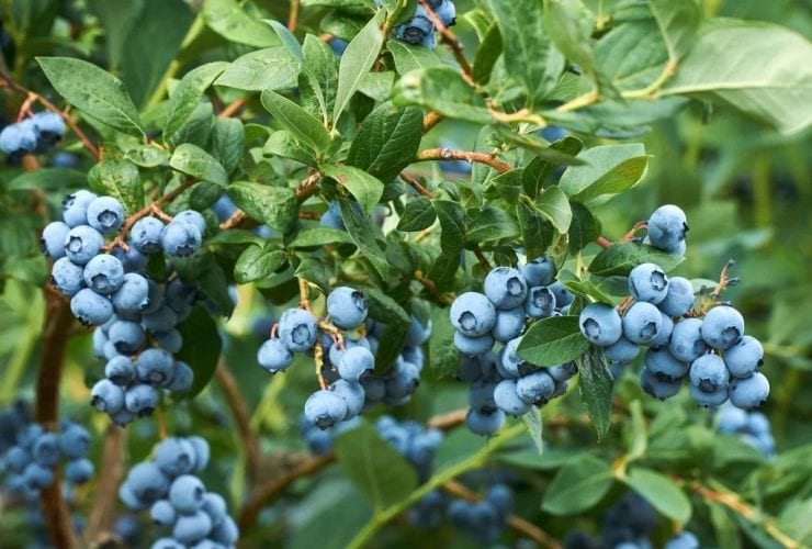 التوت البري يقلل التهابات المسالك البولية.. تفاصيل