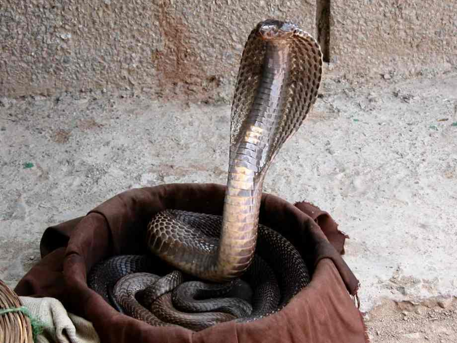 ثعبان