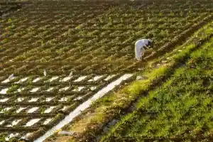 فوائد الذرة وقيمتها الغذائية.. كل ما تحتاجين لمعرفته