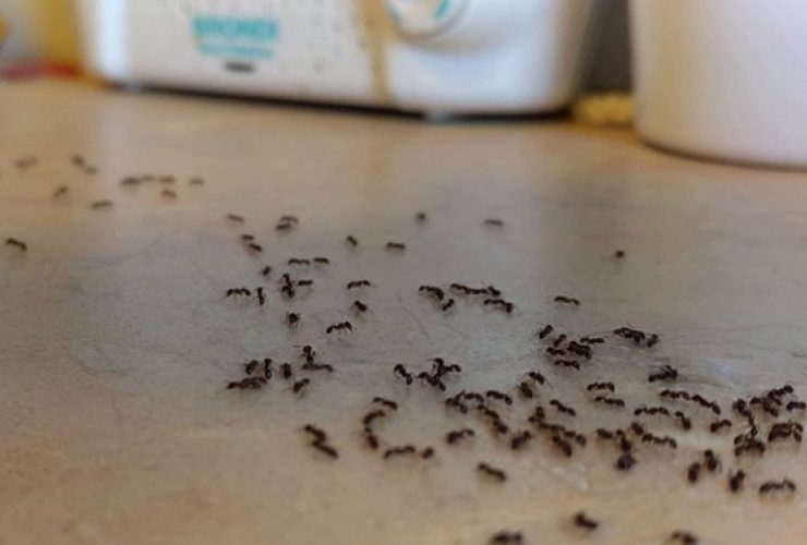  حلول طبيعية وفعالة للتخلص من النمل ..إتبعيها