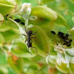 حماية النباتات المنزلية من النمل والحشرات.. خطوات بسيطة