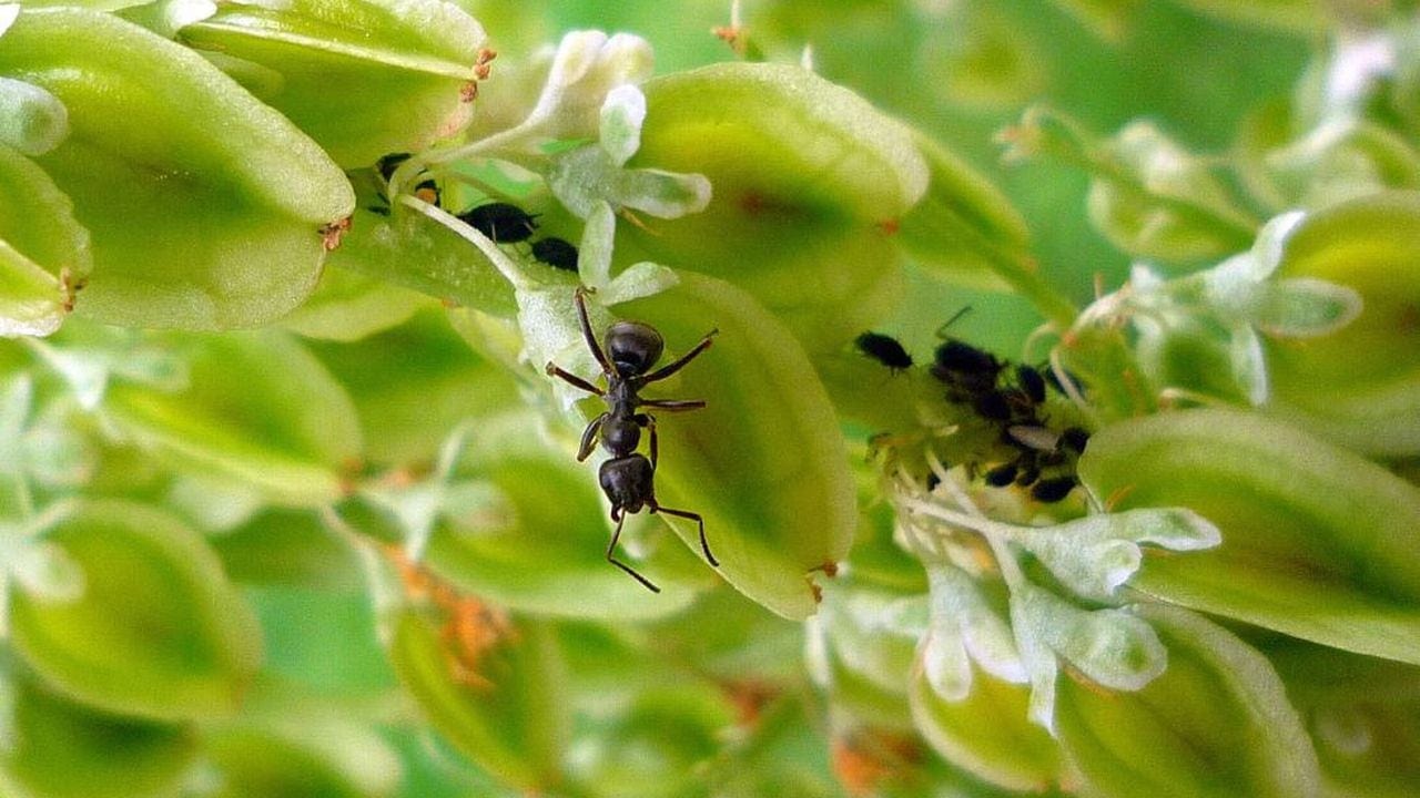 حماية النباتات المنزلية من النمل والحشرات.. خطوات بسيطة