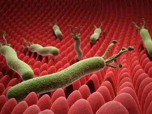 جرثومة في المعدة