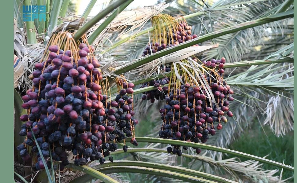 موسم حصاد التمور