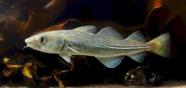  4 فوائد صحية لـ زيت سمك القد.. تعرفي عليها