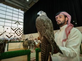 صيد الصقور في طريف: تراث أصيل يمتد عبر الأجيال