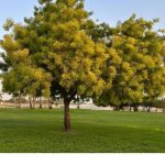 متنزه القناة المائية بالجبيل لوحة فنية تتجدد