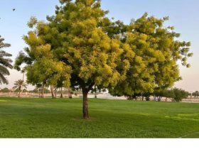 متنزه القناة المائية بالجبيل لوحة فنية تتجدد