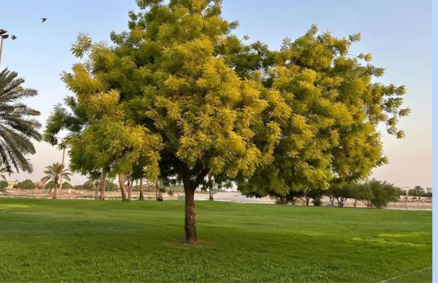 متنزه القناة المائية بالجبيل لوحة فنية تتجدد