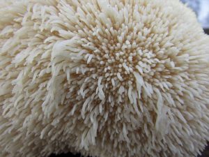  الفطر التكيفي.. كل ما تريدين معرفته