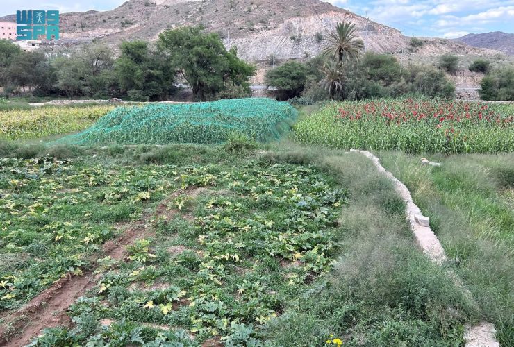 وادي العرين لوحة طبيعية خلابة في قلب عسير (فيديو)