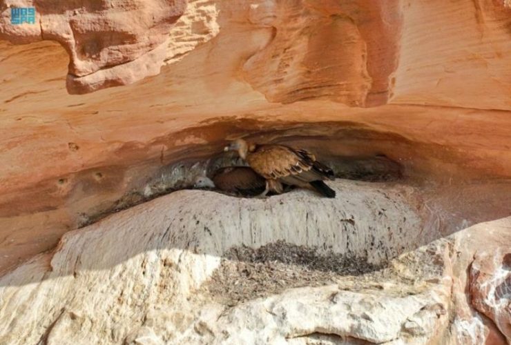 بعد إكتشافها في المملكة العربية السعودية.. ما هي نسور غريفون الأوراسية ؟