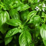 فوائد الريحان..كنز لصحتك وجمالك